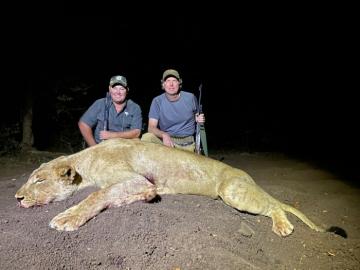 big cat hunting in africa