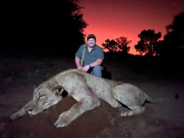 zimbabwe save valley lioness hunting