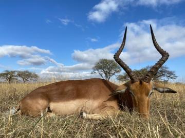 hunt cheap impala in south africa