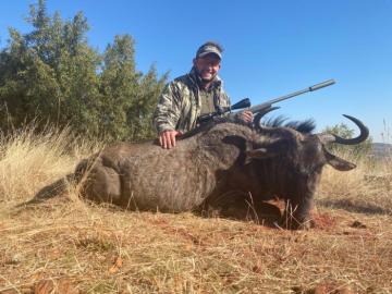 Blue Wildebeest Cull