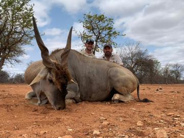 Eland Hunt in Africa