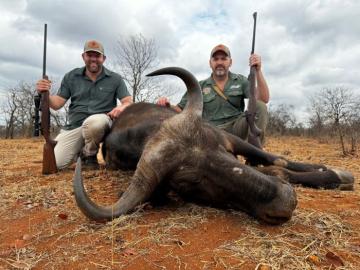 cape buffalo cow management hunting