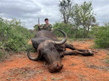 south African cape buffalo cow hunt
