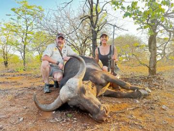 hunting cape buffalo cow