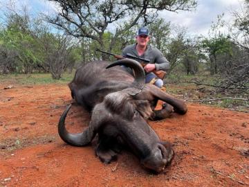 hunt cheap cape buffalo cows in south africa