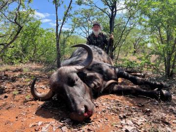 hunting buffalo cows in south africa