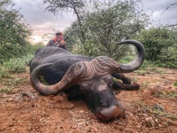 Cape Buffalo with Big Horns