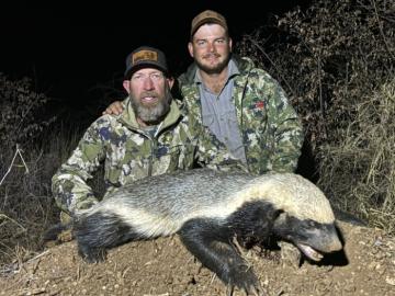 Honey Badger Hunting