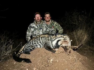 Hunting Civet in Africa