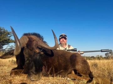 ultimate safari black wildebeest