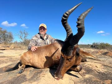 Ultimate Safari Red Hartebeest