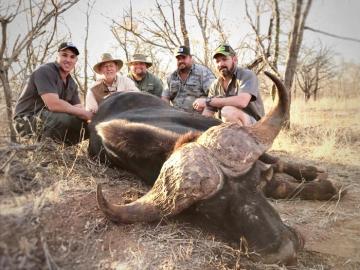 Ultimate Safari Trophy Cape Buffalo