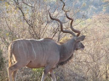 Giant Kudu Trophy Hunt