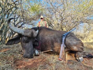 cape buffalo northern province hunt