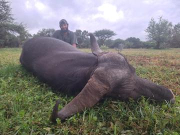 Cape Buffalo Cow Hunting Safari