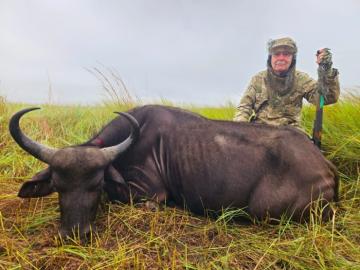 hunt cape buffalo cow in South Africa