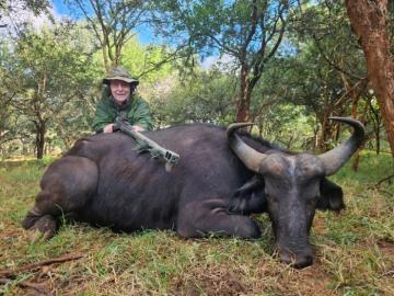 Cape Buffalo Cow Safari in Africa
