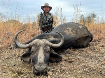 Cape Buffalo Cow in South Africa Trophy Photo