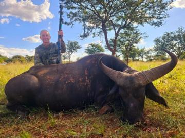 Giant Cape Buffalo Cow Trophy