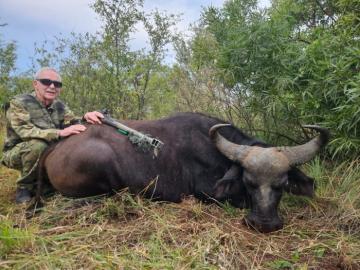 South African Cape Buffalo Cow Hunt