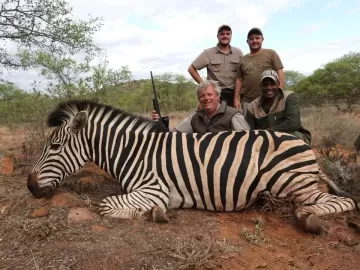 south african zebra hunt