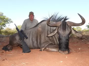 blue wildebeest down in south africa
