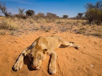 lioness hunting northwest province