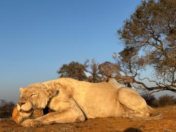 hunt lioness in south africa