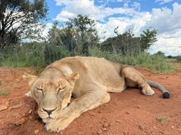 hunting lions in Africa