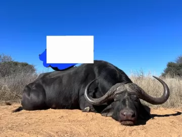 giant cape buffalo trophies