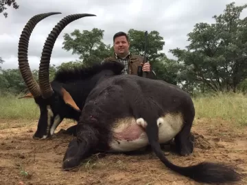 hunting for sable in the african bush