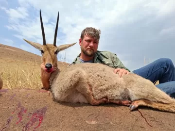 hunt for vaal rhebok on a free range concession