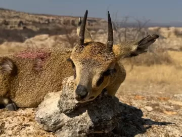 duiker hunt trophy
