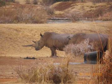 Rhino Hunting Rhino Hunting