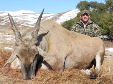 Short but thick Cape Eland Horns