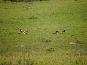 Importing Your Bontebok Trophy into the US 6