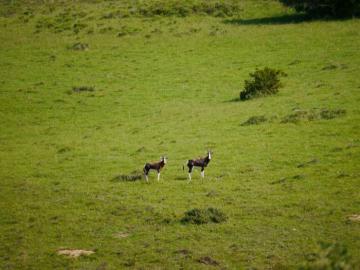 Importing Your Bontebok Trophy into the US 2