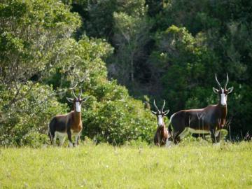 Importing Your Bontebok Trophy into the US 5