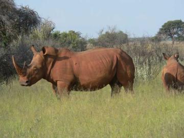 The Debate about Rhino Hunting 2