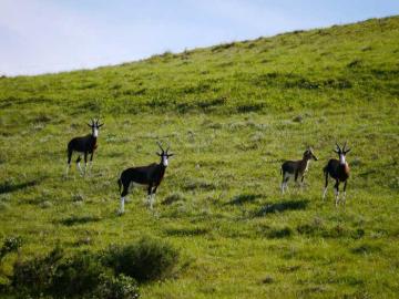Importing Your Bontebok Trophy into the US 4