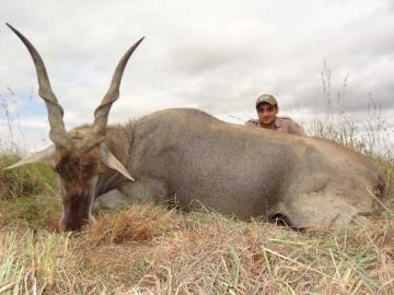 Kwazulu-Natal Cape Eland