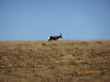 Importing Your Bontebok Trophy into the US 1