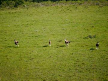 Importing Your Bontebok Trophy into the US 3