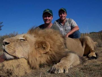 Hunt Your African Lion Now! 7