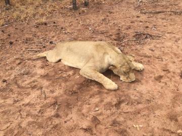 South Africa Spot & Stalk Lioness Hunting Safari 3