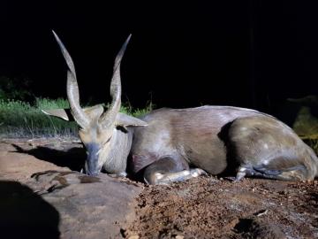 South Africa Limpopo Hunting Safari Antelope Trophy