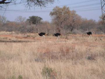 South Africa 3 Day Hunting Safari 12
