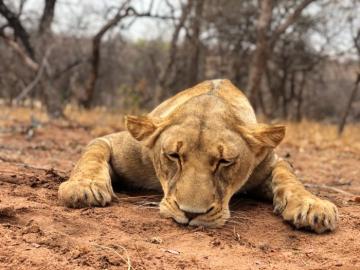 South Africa Spot & Stalk Lioness Hunting Safari 2