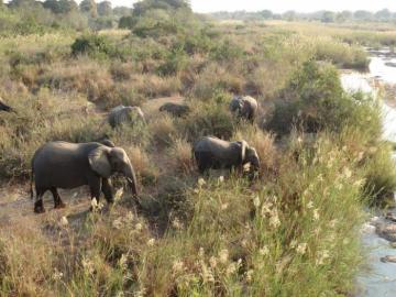 South Africa Plains Game Hunting Safari 1