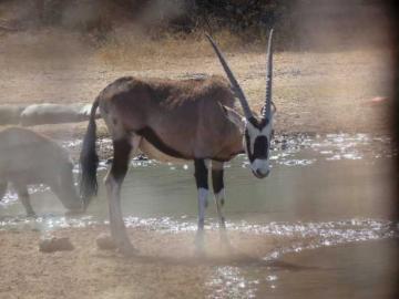 South Africa Plains Game Hunting Safari 10